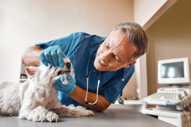 Best Dentist for Tooth Abscess  in Foster City, CA